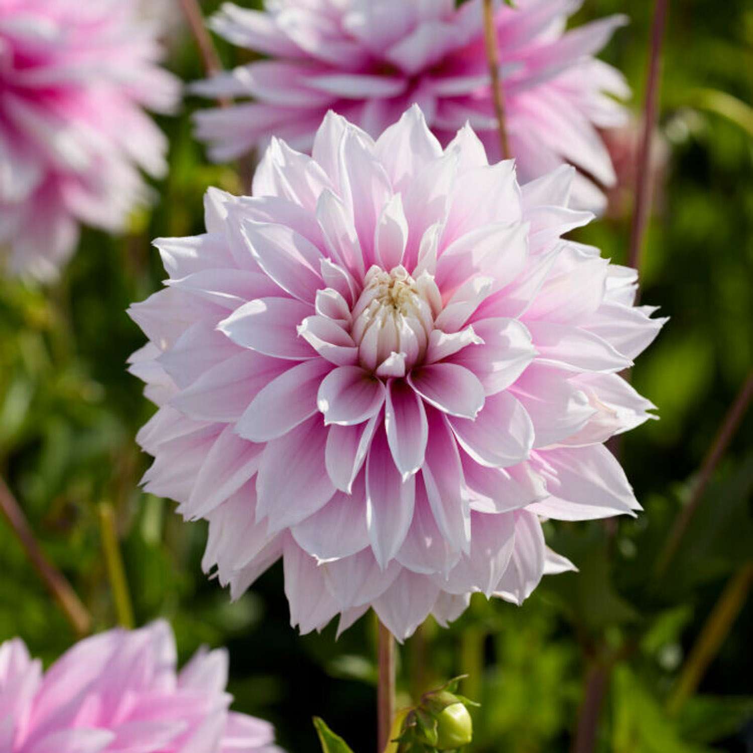 Dahlie 'Evanah'